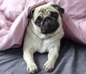 beautiful pug puppy for adoption