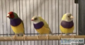 Gouldian Finches
