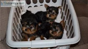 Lovely AKC Yorkshire Terrier Puppies