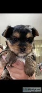 Yorkie Pup CKC registered Female