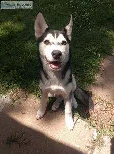 Female Siberian husky