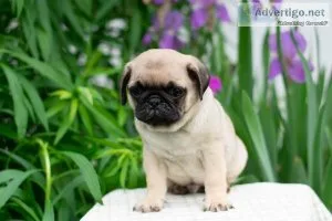 Luke Pug