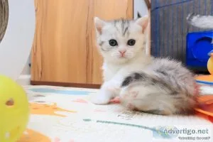 Munchkin Kittens for sale and munchkin cat for sale
