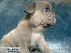Akc French Bulldog Male