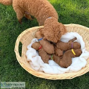 Super cute Goldendoodles For Good Homes (724) 300 3520