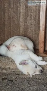 Beautiful pyranees lab puppies