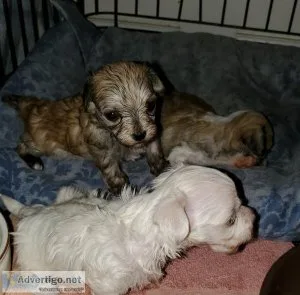 Maltipoo puppies coming soon