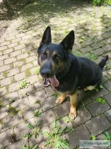 Quardes Lineage Purebred Breedable German Shepherd