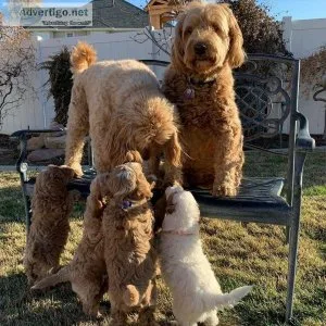 Great Goldendoodles For Good Homes(724) 300 3520