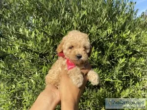Apricot Toy Poodles