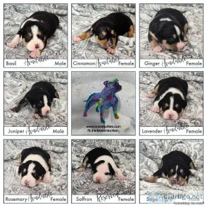 American Bully Puppies