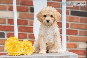 Rose Miniature Poodle