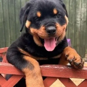2 months old Rottweiler Adoption with rehoming fee applies - 600