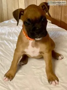 AKC Boxer pup