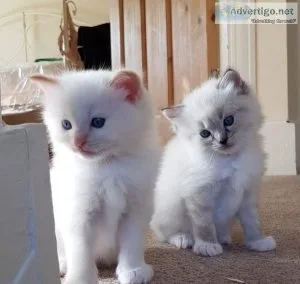 Home Raised Ragdoll Kittens