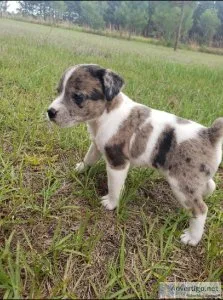 REG Jack Russell Puppies