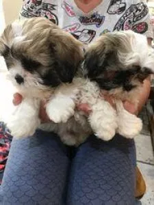 Shih Tzu puppies