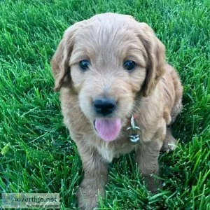Outanding Goldendoodles For Sale(724) 300 3520