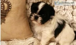 Shih Tzu Puppies available now