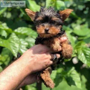 Yorkies ready for rehoming