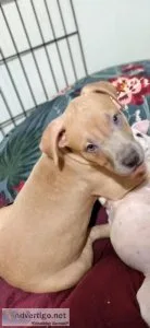 Beautiful Cane Corso x Staffordshire Terrier puppies