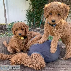 Best Goldendoodles For Sale (724) 300 3520