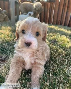 Super Goldendoodles For Good Homes (724) 300 3520