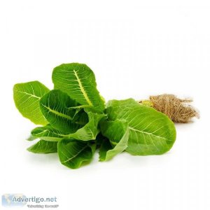How to grow hydroponic lettuce in your home