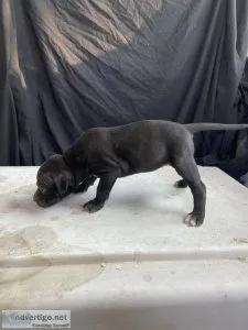 American pitbull terrier pups