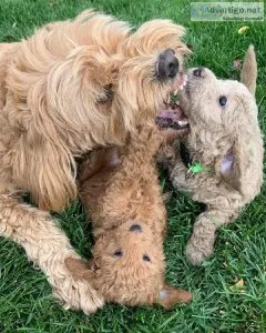 Goldendoodles For Good Homes(724) 300 3520