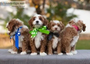 Super Healthy Goldendoodles(724) 300 3520