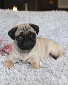 Pug Puppy