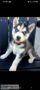 Siberian Husky Puppies