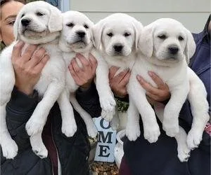 Only 1 Boy and 1 Girl Left Beautiful Labrador Retriever Puppies 