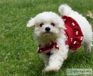 RESPONSIBLE OWNERS REQUIRED ONLYBichon Frise Puppies For Sale.