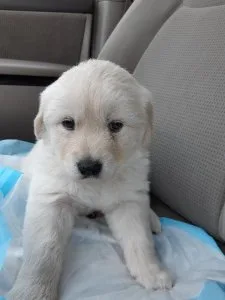 Adorable F1bb Golden Doodle Pups