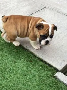 AMAZING Upto Date PupsEnglish Bulldog Puppies1 Boy and 1 Girl Fo