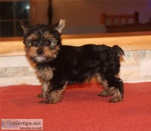 Yorkshire Puppies For Re-Homing