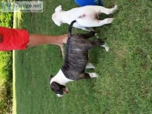 English Bull Terrier Puppies For Sale.