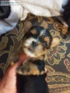 Yorkie puppies