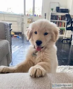 Golden Retriever puppies
