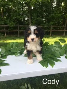 Cody Mini Bernedoodle