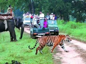 Wildlife tour packages in india