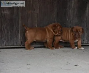 GORGEOUS PUPS READY NOWDogue De Bordeaux Pups For Sale.