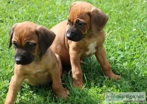 GORGEOUS PUPS READY NOWRhodesian Ridgeback Pups For Sale.