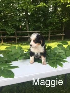 Maggie Mini Bernedoodle