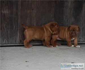 GORGEOUS PUPS READY NOWDogue De Bordeaux Pups For Sale