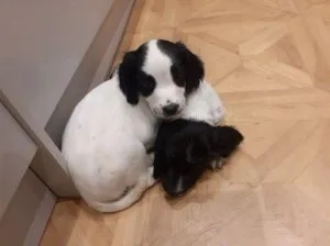READY TO LEAVE NOWBlackLiver and White English Springer Pups For