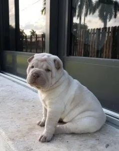 Lovely pure breed Chinese Shar Pei puppies Ready