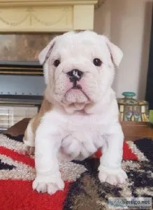 English Bulldog Puppies Available